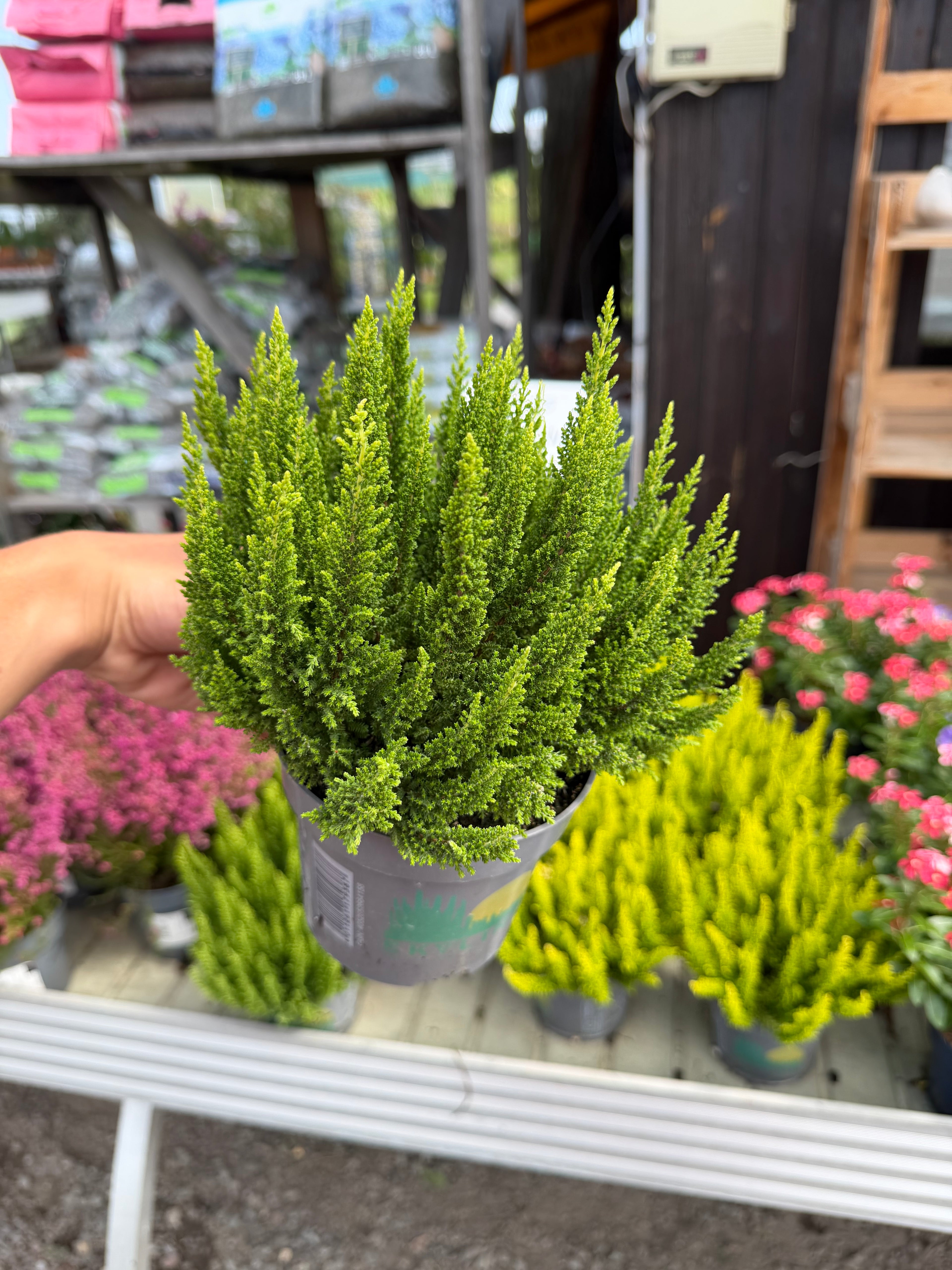Wrzos Skyline Calluna vulgaris | zimozielony