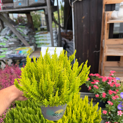 Wrzos Skyline Calluna vulgaris | zimozielony