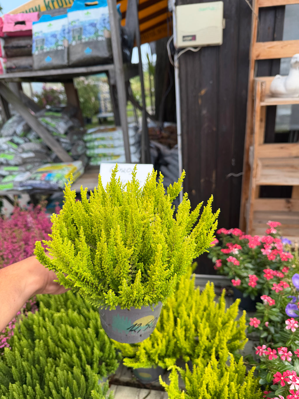 Wrzos Skyline Calluna vulgaris | zimozielony