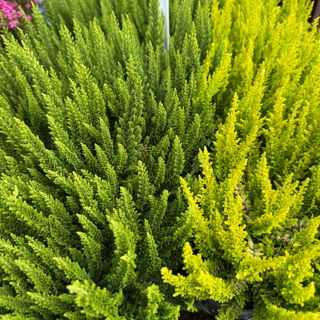 Wrzos Skyline Calluna vulgaris | zimozielony