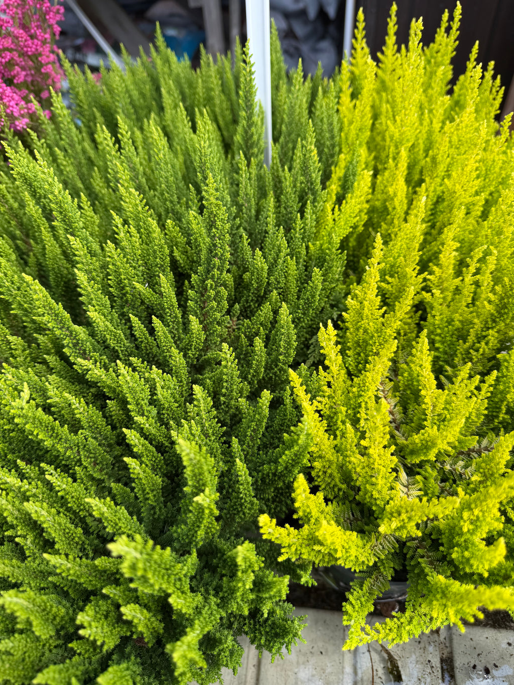 Wrzos Skyline Calluna vulgaris | zimozielony
