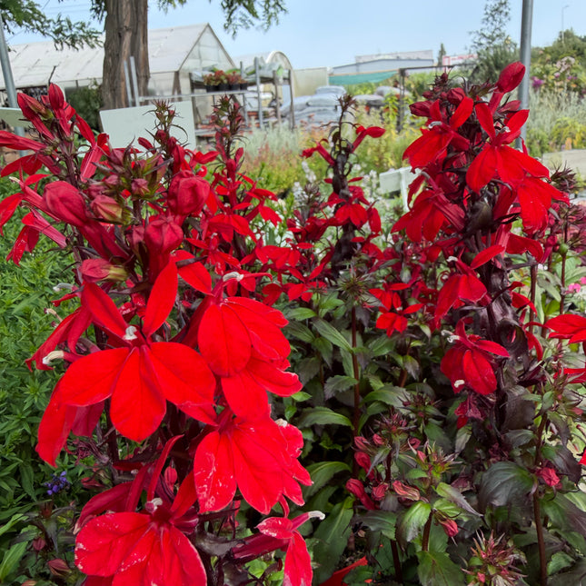 Lobelia speciosa czerwona | bylina o intensywnych kwiatach