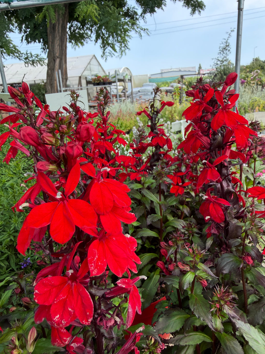 Lobelia speciosa czerwona | bylina o intensywnych kwiatach