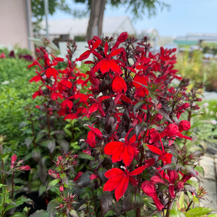 Lobelia speciosa czerwona | bylina o intensywnych kwiatach