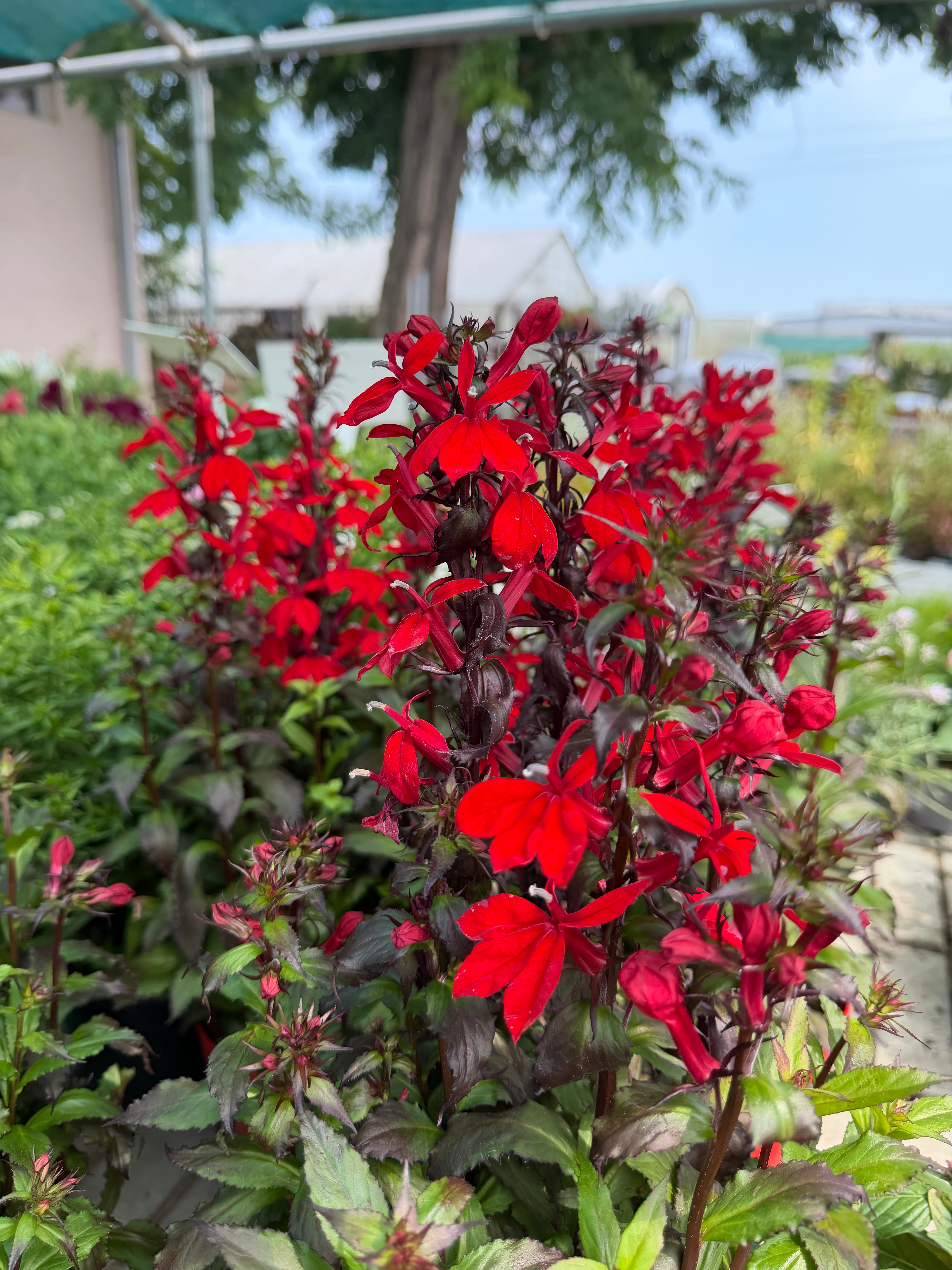 Lobelia speciosa czerwona | bylina o intensywnych kwiatach
