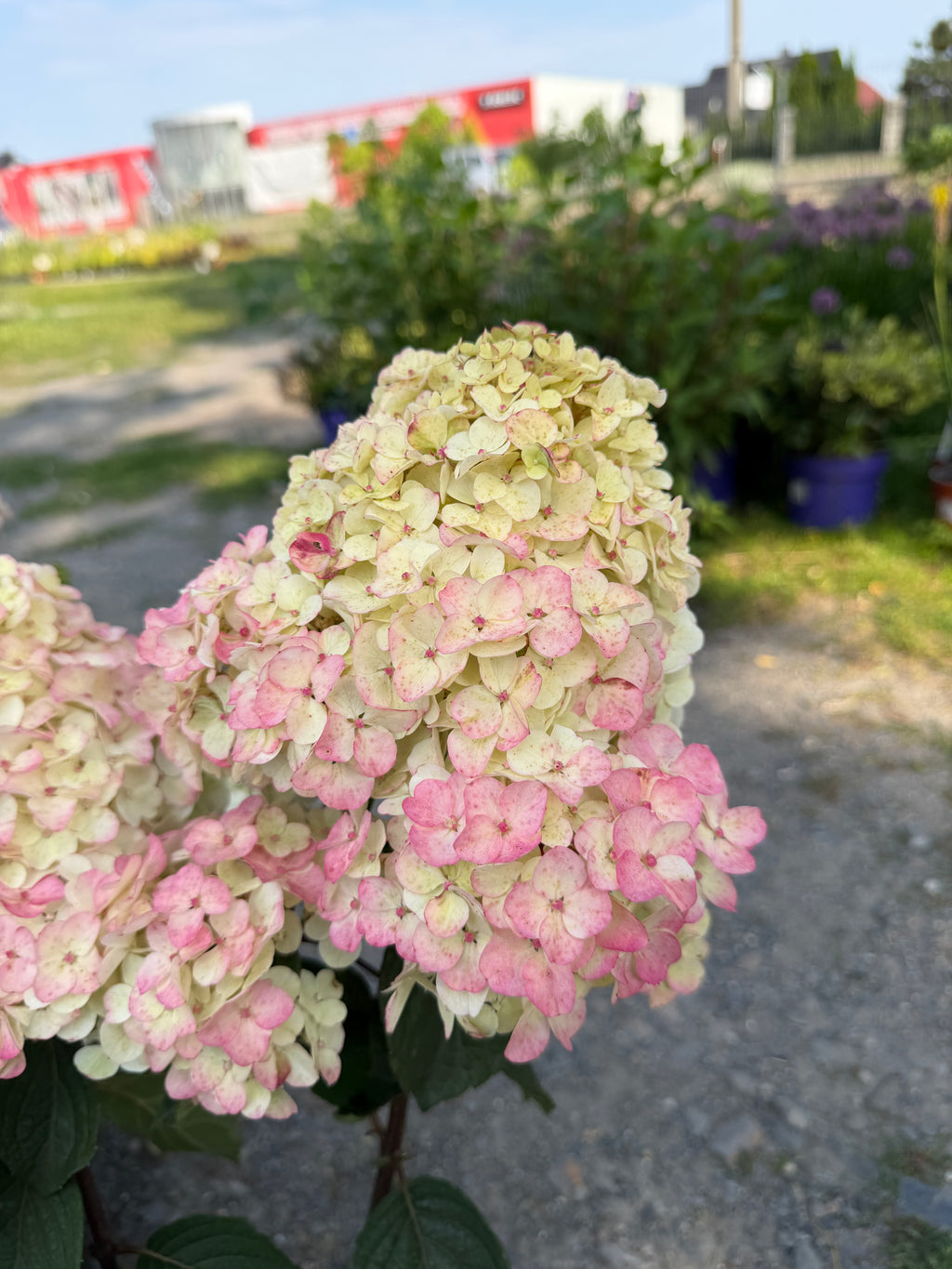 Hortensja bukietowa ‘Framboisine’® Hydrangea paniculata