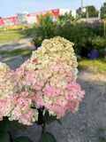 Hortensja bukietowa ‘Framboisine’® Hydrangea paniculata