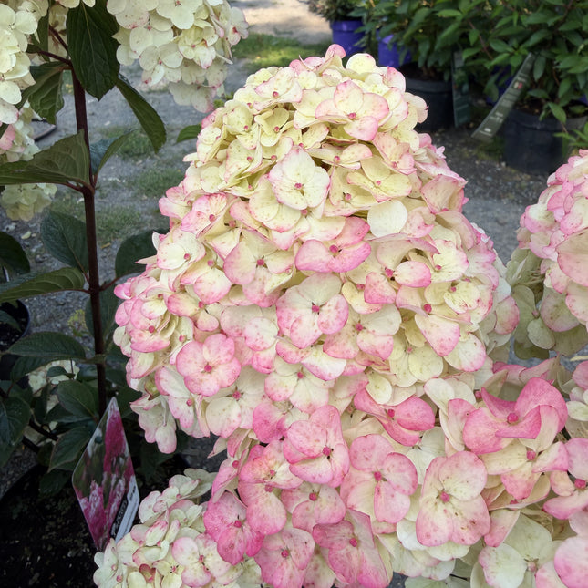 Hortensja bukietowa ‘Framboisine’® Hydrangea paniculata