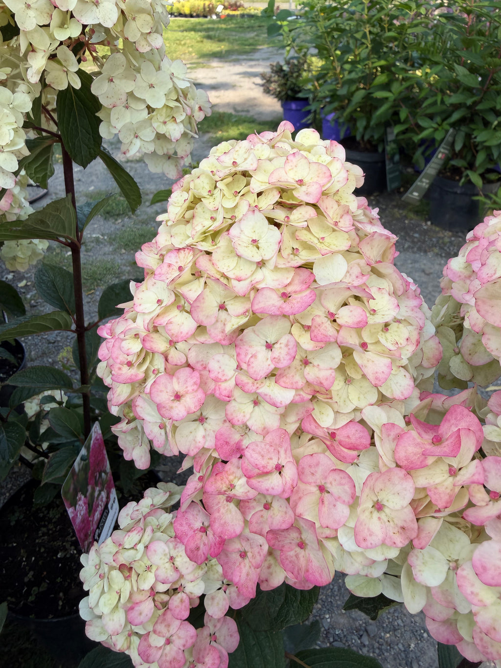 Hortensja bukietowa ‘Framboisine’® Hydrangea paniculata