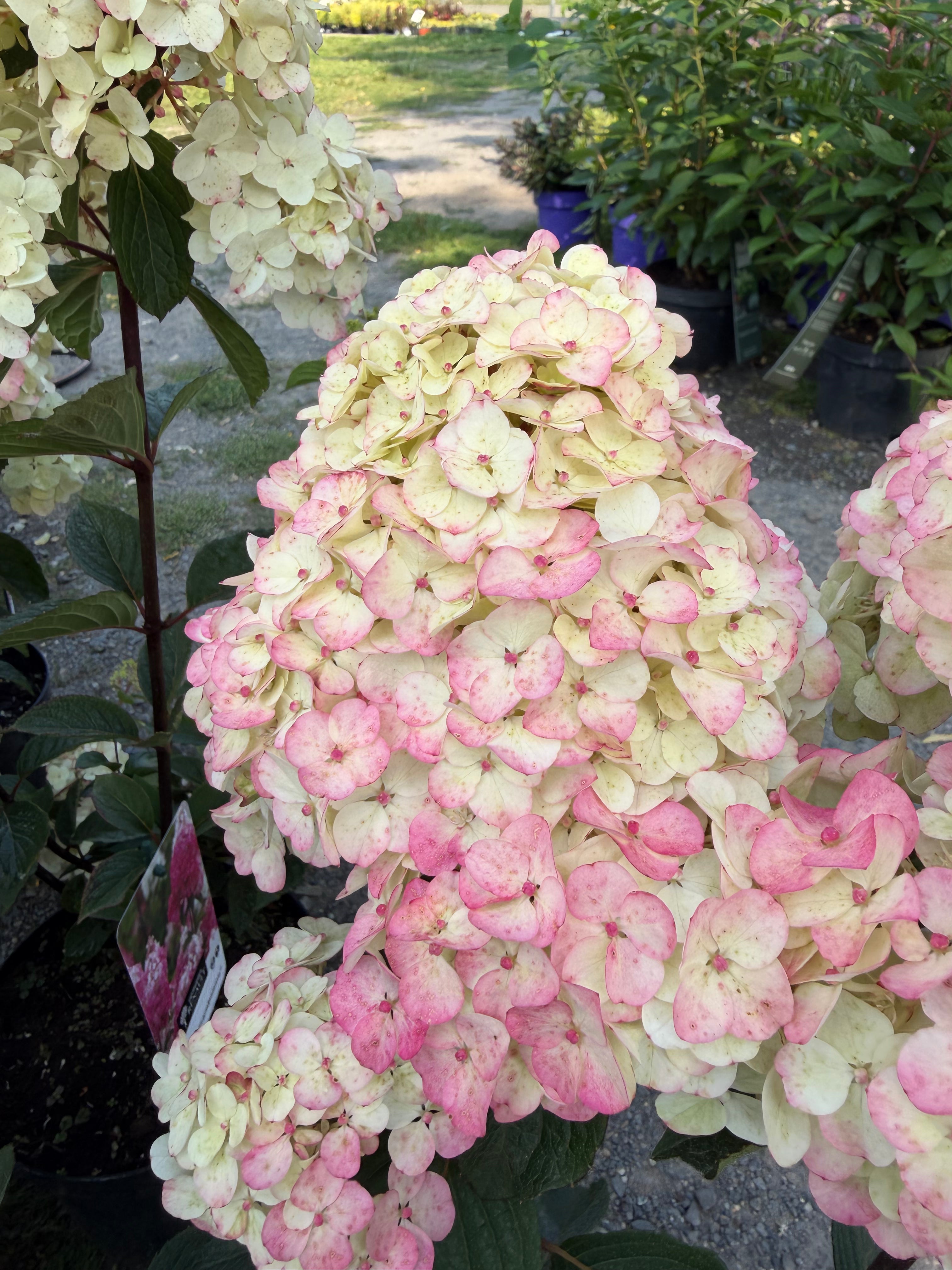 Hortensja bukietowa ‘Framboisine’® Hydrangea paniculata