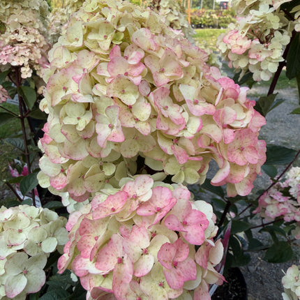 Hortensja bukietowa ‘Framboisine’® Hydrangea paniculata