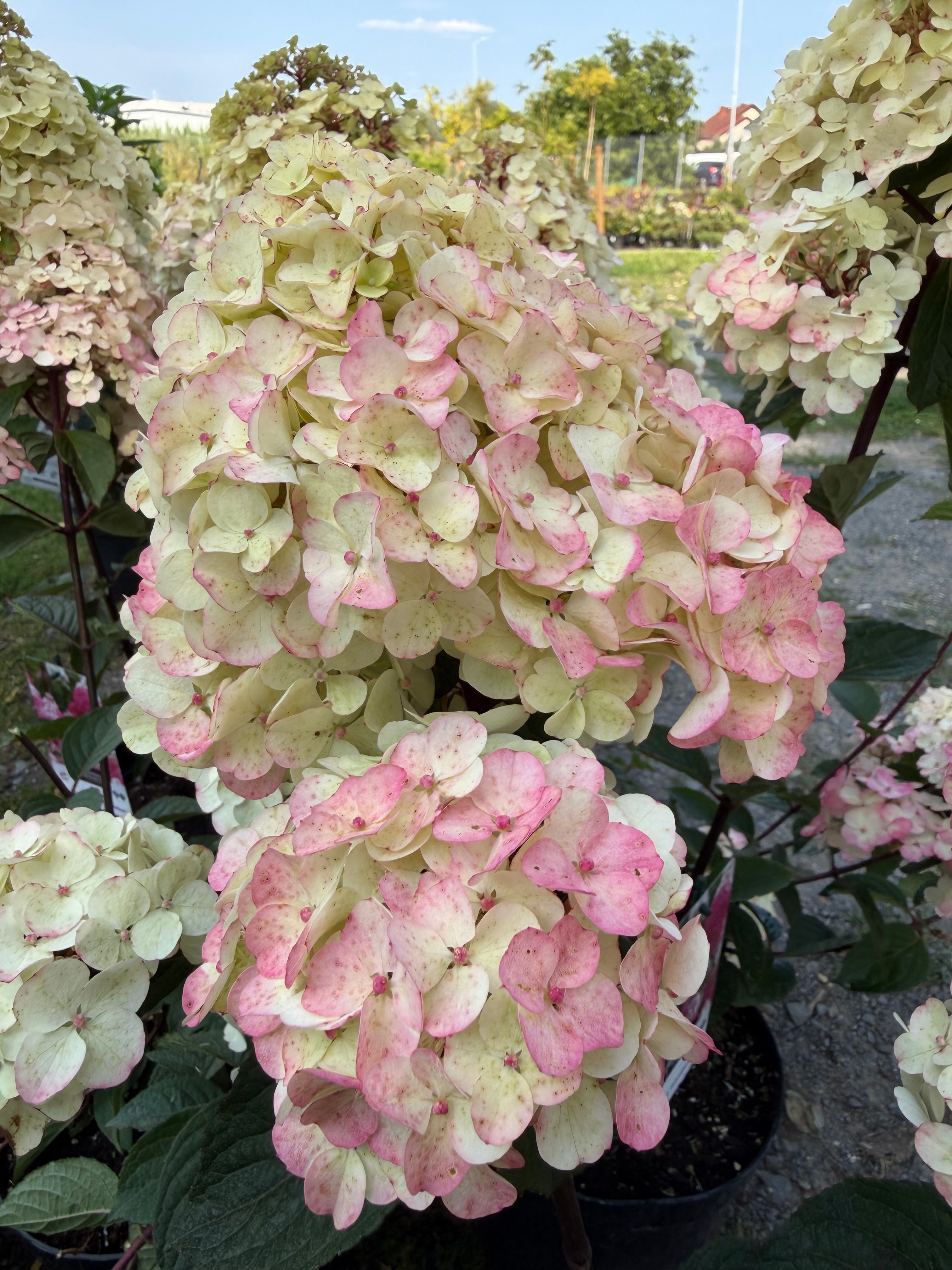 Hortensja bukietowa ‘Framboisine’® Hydrangea paniculata
