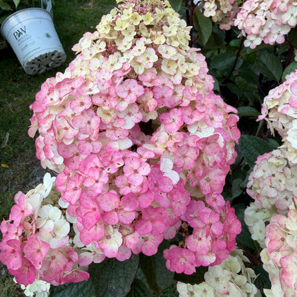 Hortensja bukietowa ‘Framboisine’® Hydrangea paniculata