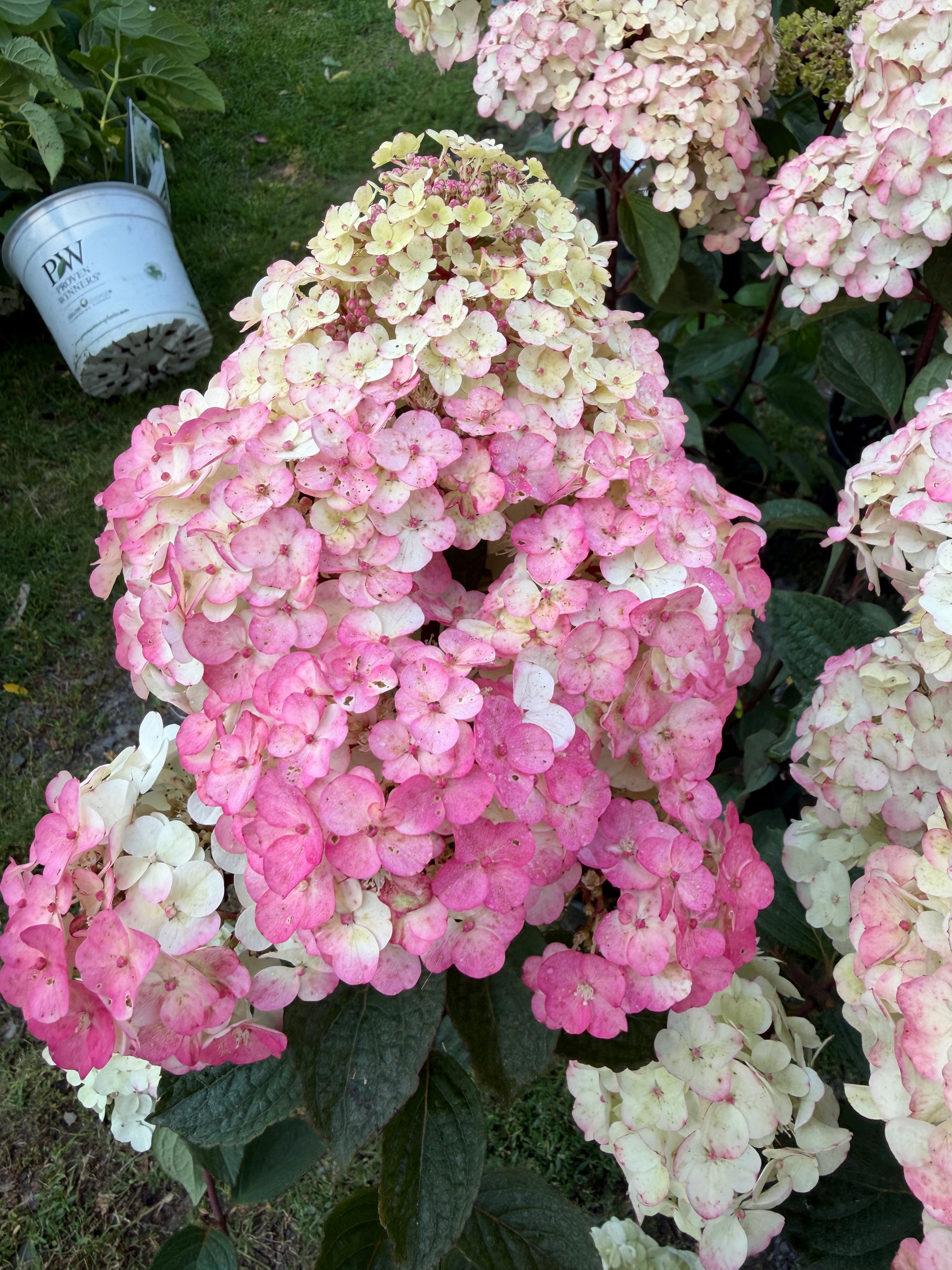 Hortensja bukietowa ‘Framboisine’® Hydrangea paniculata