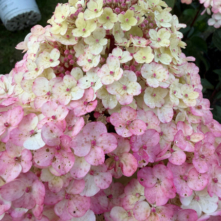 Hortensja bukietowa ‘Framboisine’® Hydrangea paniculata