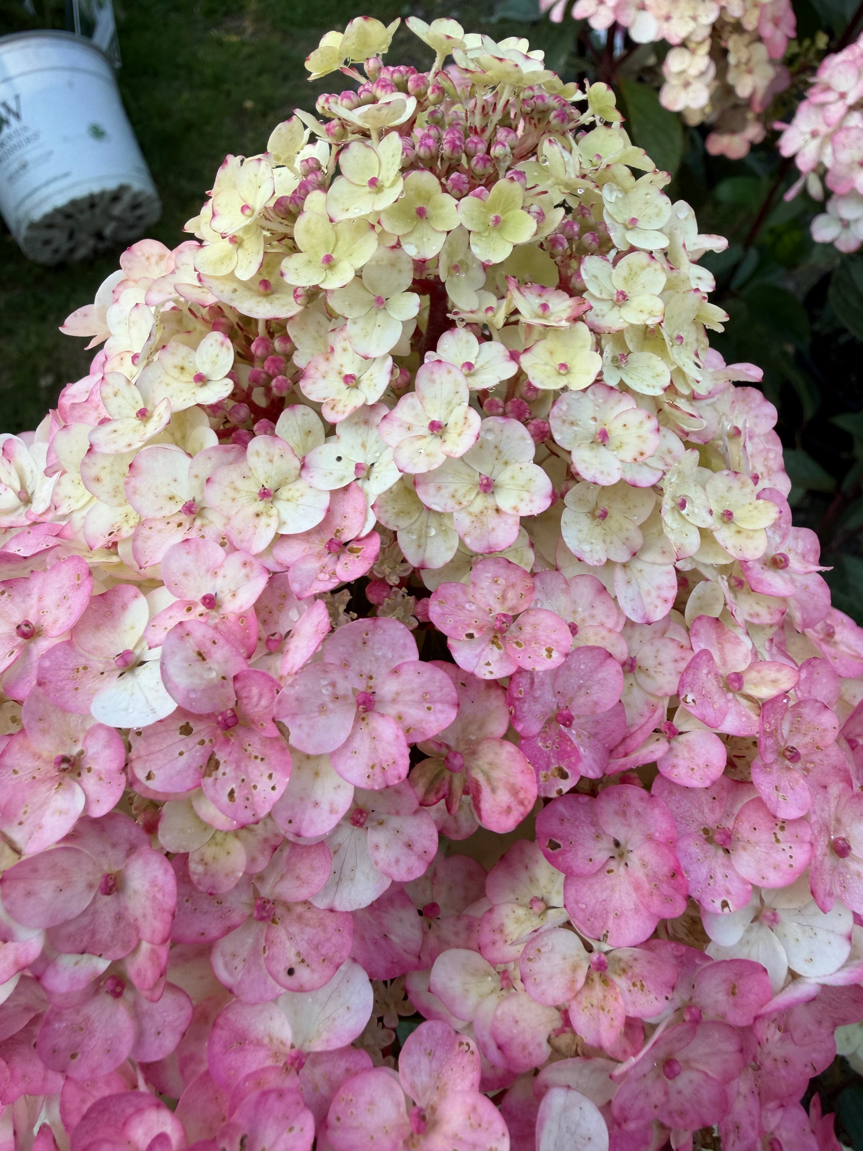 Hortensja bukietowa ‘Framboisine’® Hydrangea paniculata