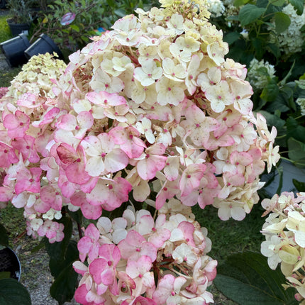 Hortensja bukietowa ‘Framboisine’® Hydrangea paniculata