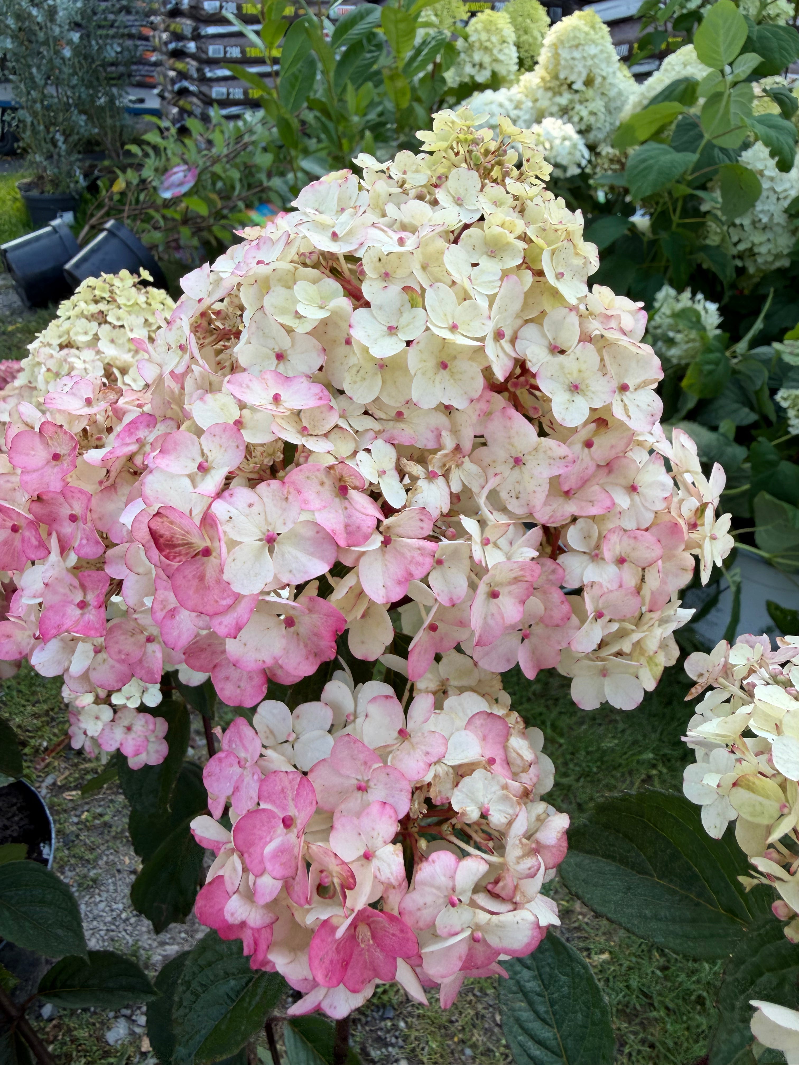 Hortensja bukietowa ‘Framboisine’® Hydrangea paniculata