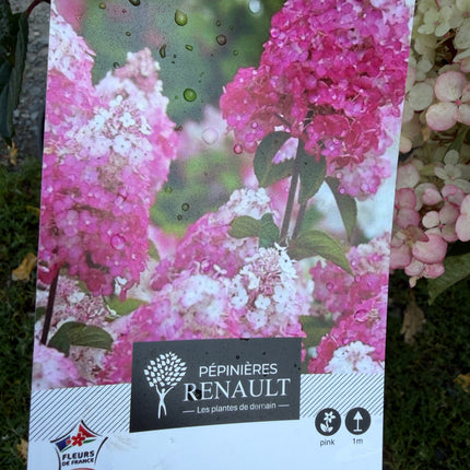 Hortensja bukietowa ‘Framboisine’® Hydrangea paniculata