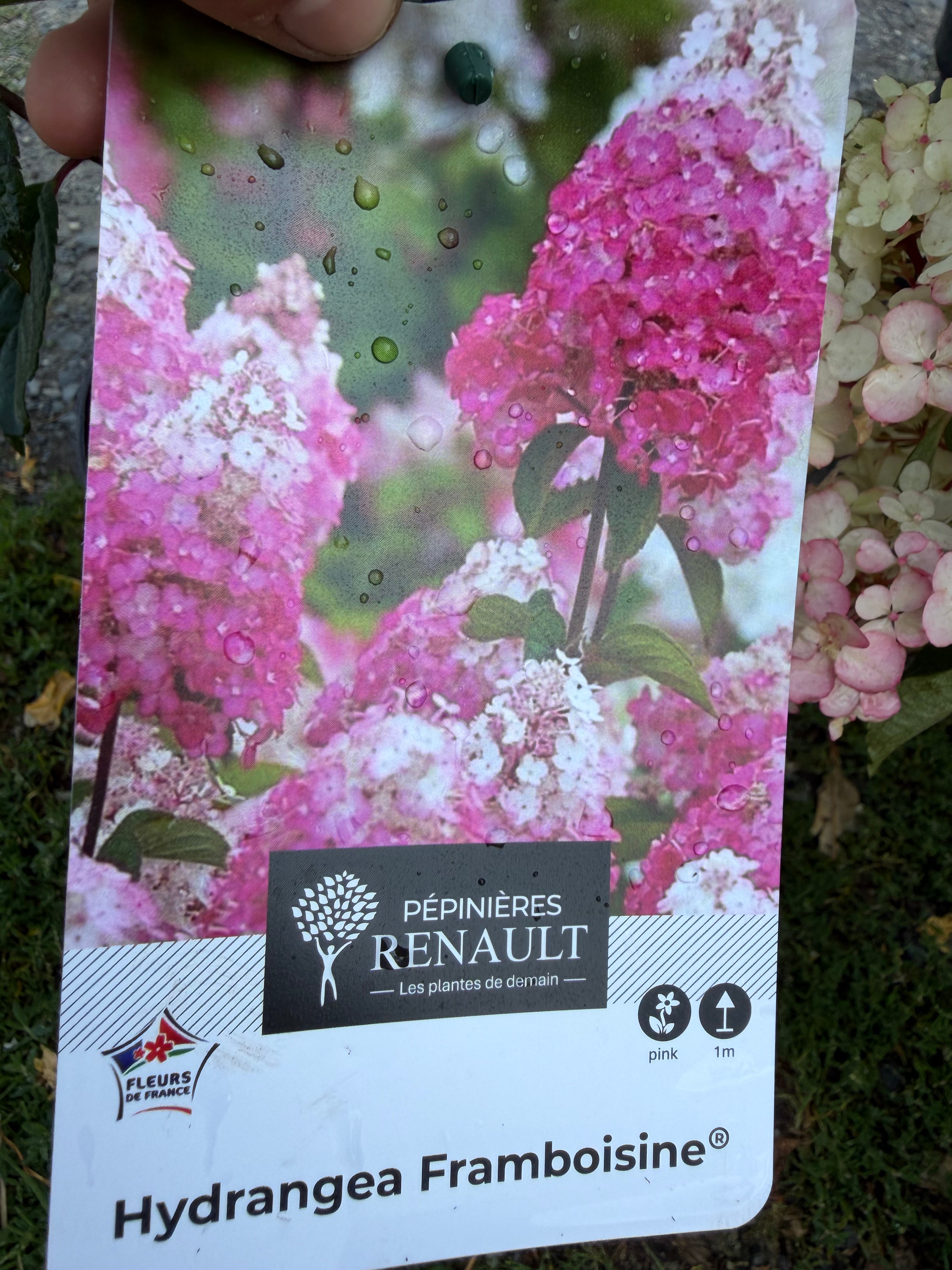 Hortensja bukietowa ‘Framboisine’® Hydrangea paniculata