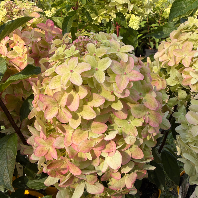 Hortensja bukietowa ‘Metalica’® (Hydrangea paniculata)