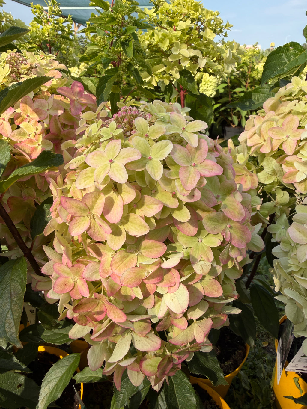 Hortensja bukietowa ‘Metalica’® (Hydrangea paniculata)