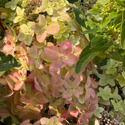 Hortensja bukietowa ‘Metalica’® (Hydrangea paniculata)
