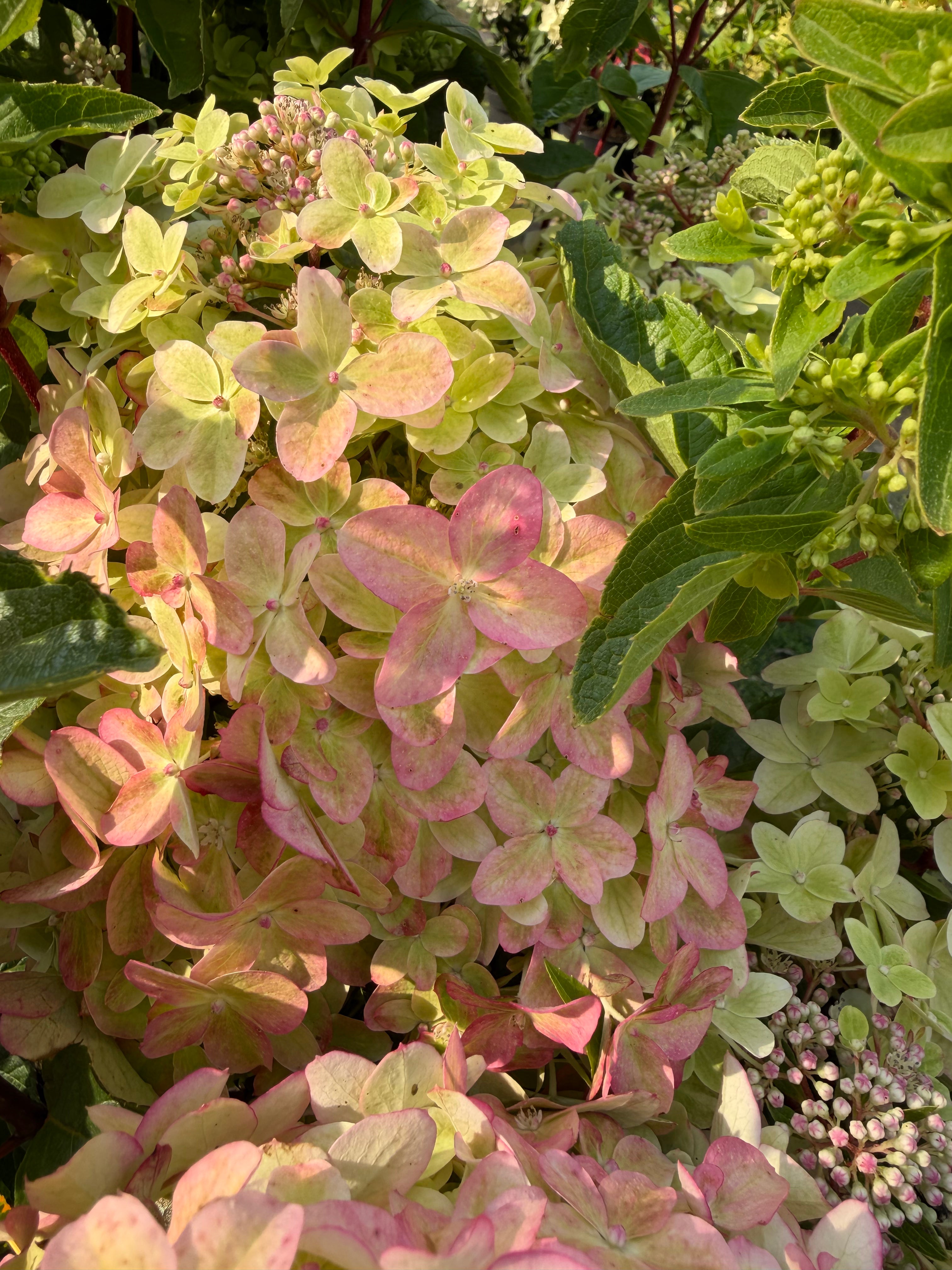 Hortensja bukietowa ‘Metalica’® (Hydrangea paniculata)