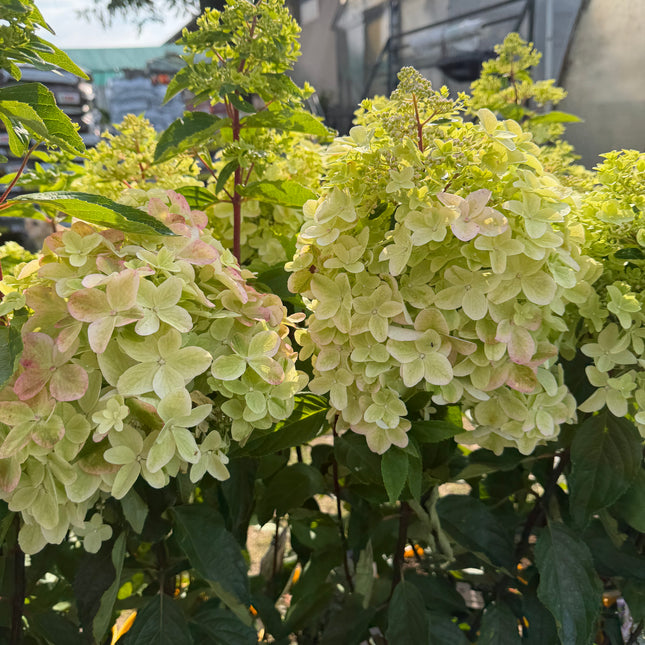 Hortensja bukietowa ‘Metalica’® (Hydrangea paniculata)