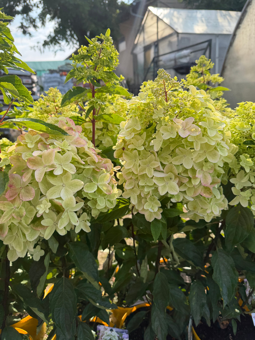 Hortensja bukietowa ‘Metalica’® (Hydrangea paniculata)
