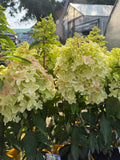 Hortensja bukietowa ‘Metalica’® (Hydrangea paniculata)