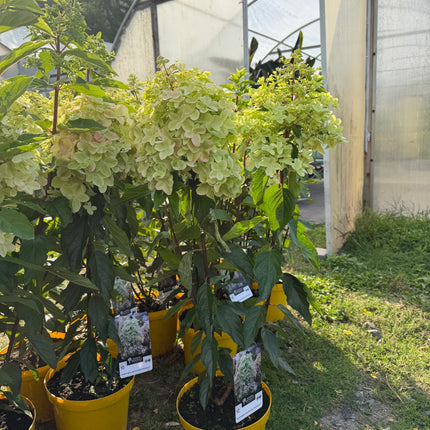 Hortensja bukietowa ‘Metalica’® (Hydrangea paniculata)