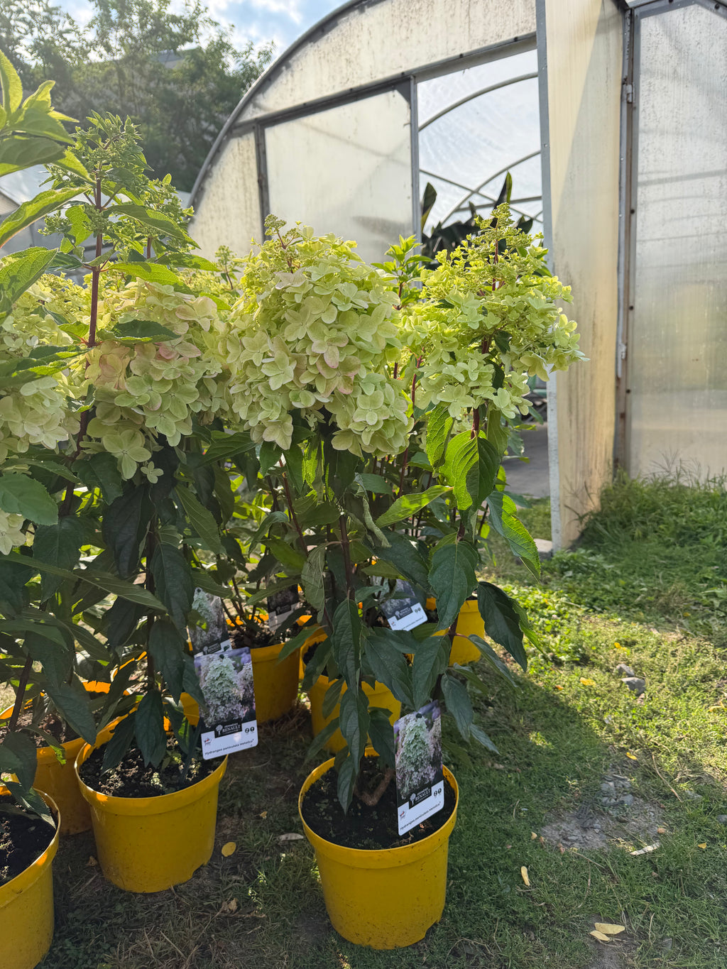 Hortensja bukietowa ‘Metalica’® (Hydrangea paniculata)