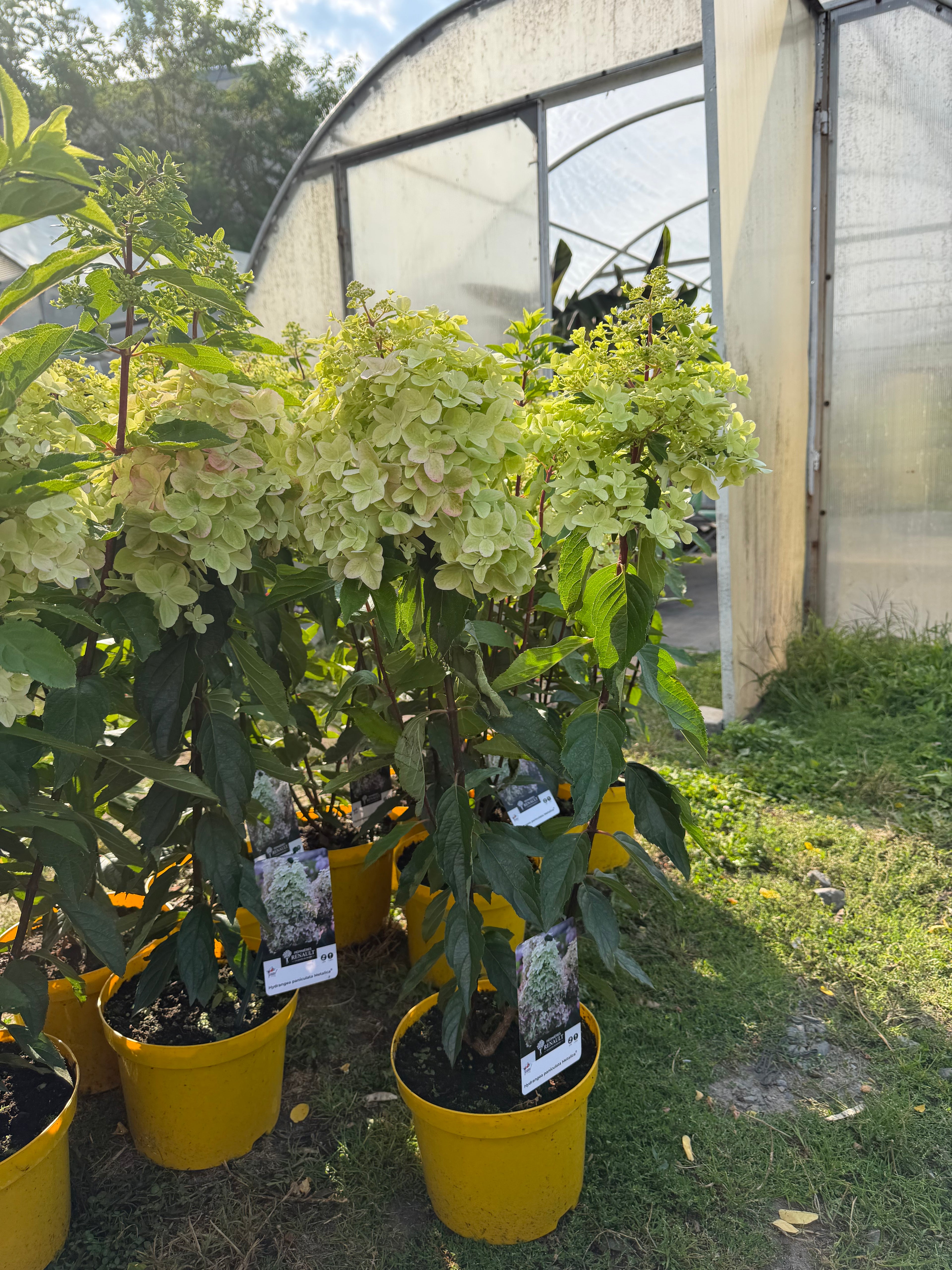 Hortensja bukietowa ‘Metalica’® (Hydrangea paniculata)