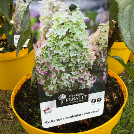 Hortensja bukietowa ‘Metalica’® (Hydrangea paniculata)