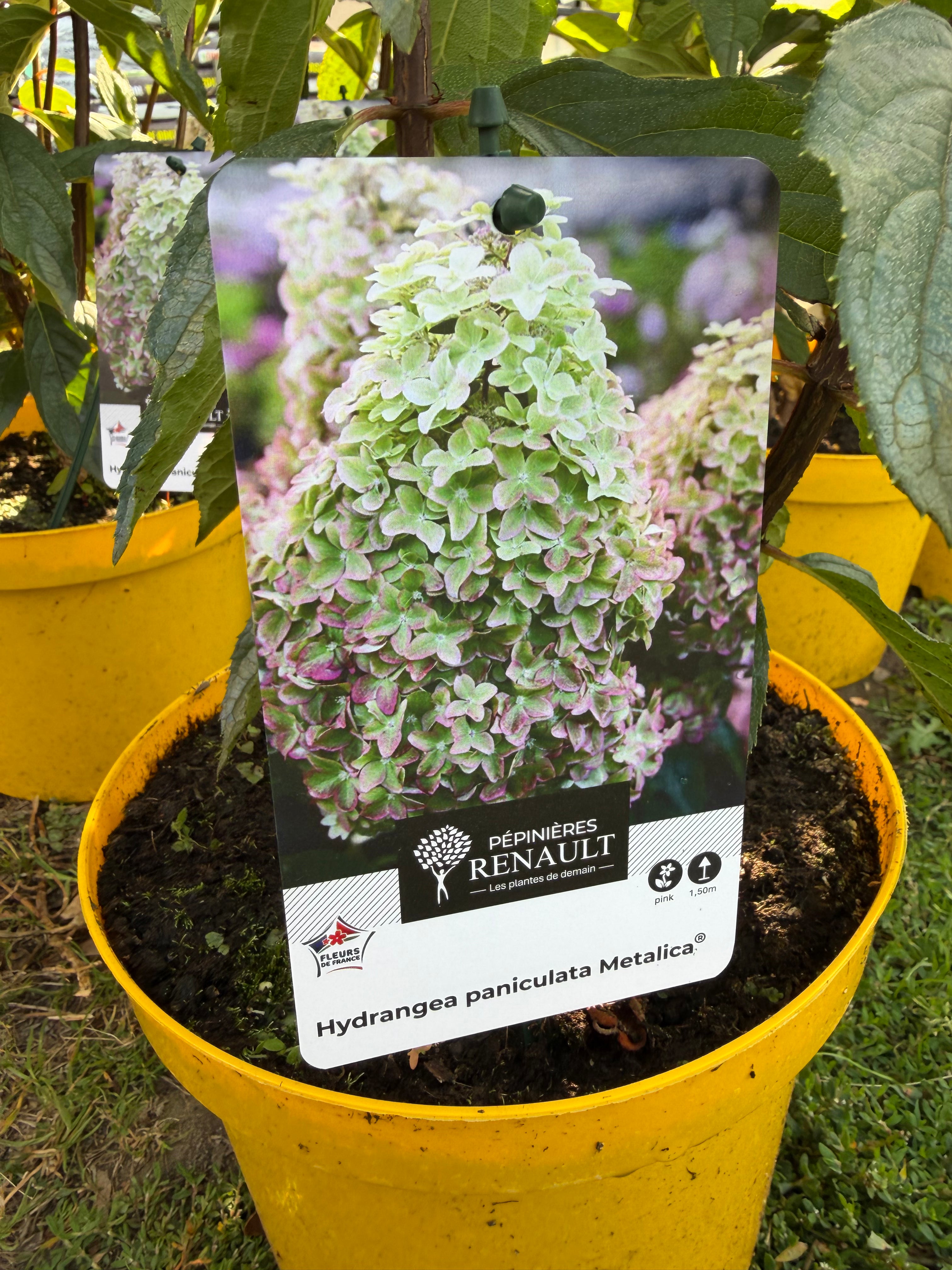 Hortensja bukietowa ‘Metalica’® (Hydrangea paniculata)
