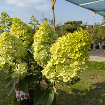 Hortensja bukietowa 'Bonfire' (Hydrangea paniculata)