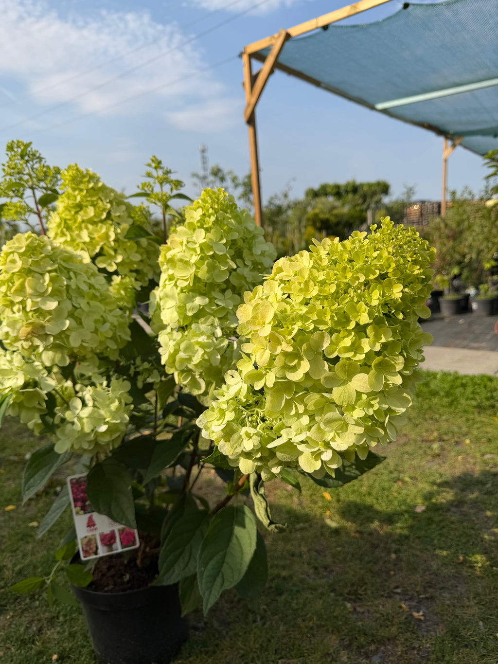 Hortensja bukietowa 'Bonfire' (Hydrangea paniculata)