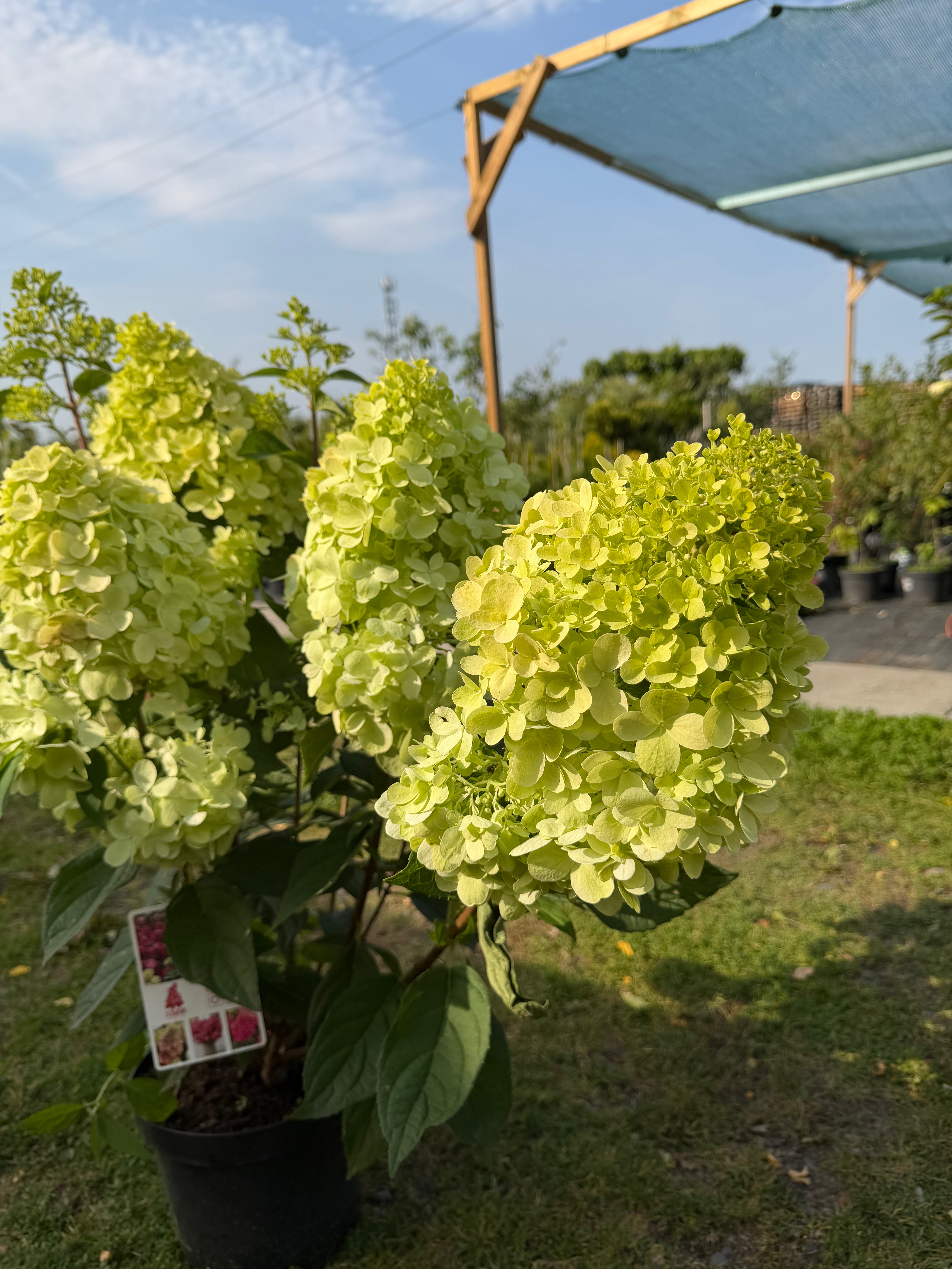 Hortensja bukietowa 'Bonfire' (Hydrangea paniculata)