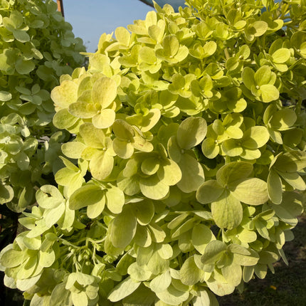 Hortensja bukietowa 'Bonfire' (Hydrangea paniculata)