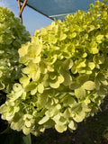 Hortensja bukietowa 'Bonfire' (Hydrangea paniculata)