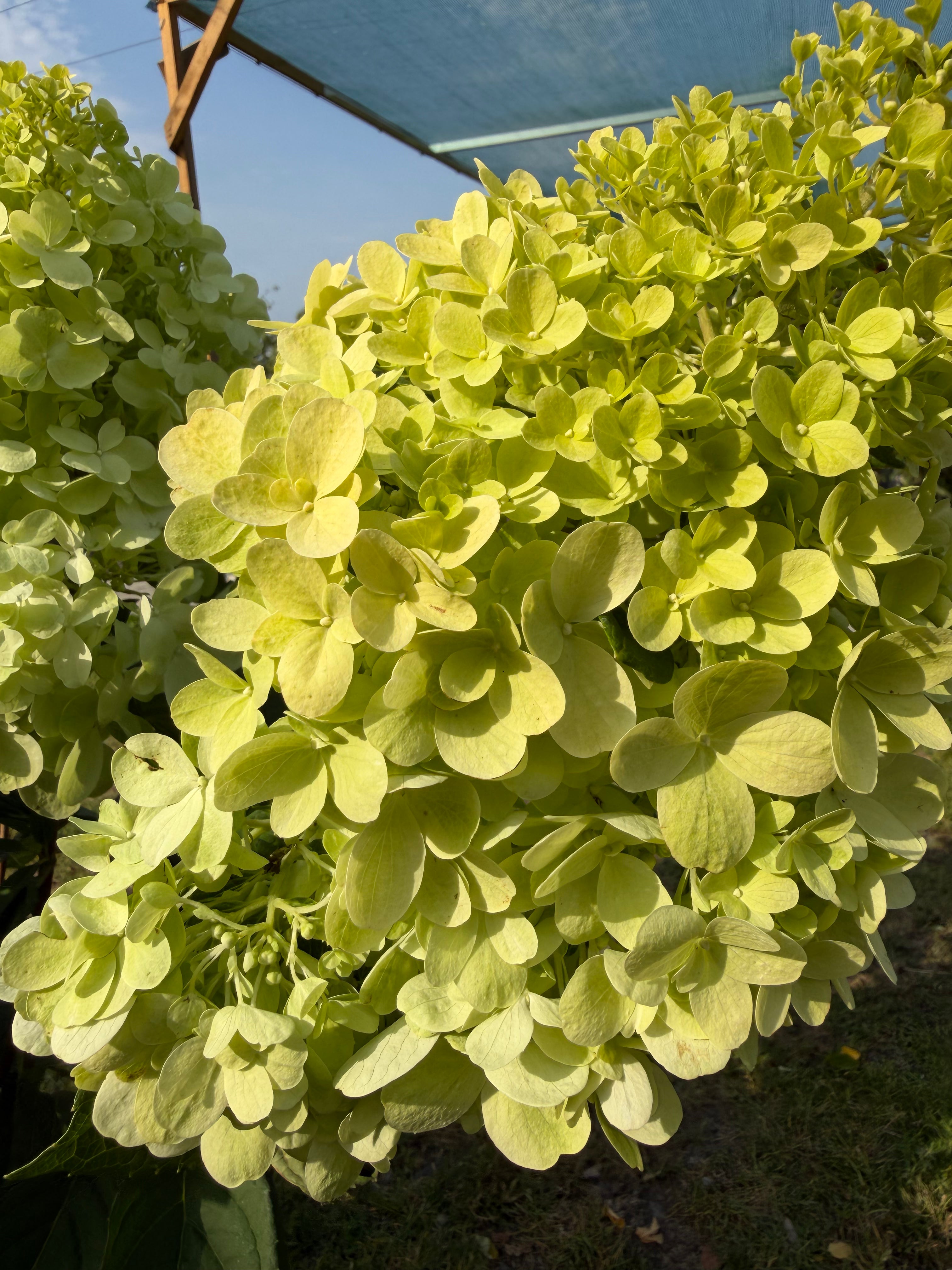 Hortensja bukietowa 'Bonfire' (Hydrangea paniculata)