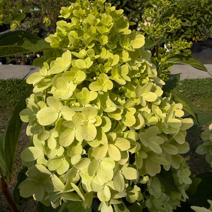 Hortensja bukietowa 'Bonfire' (Hydrangea paniculata)