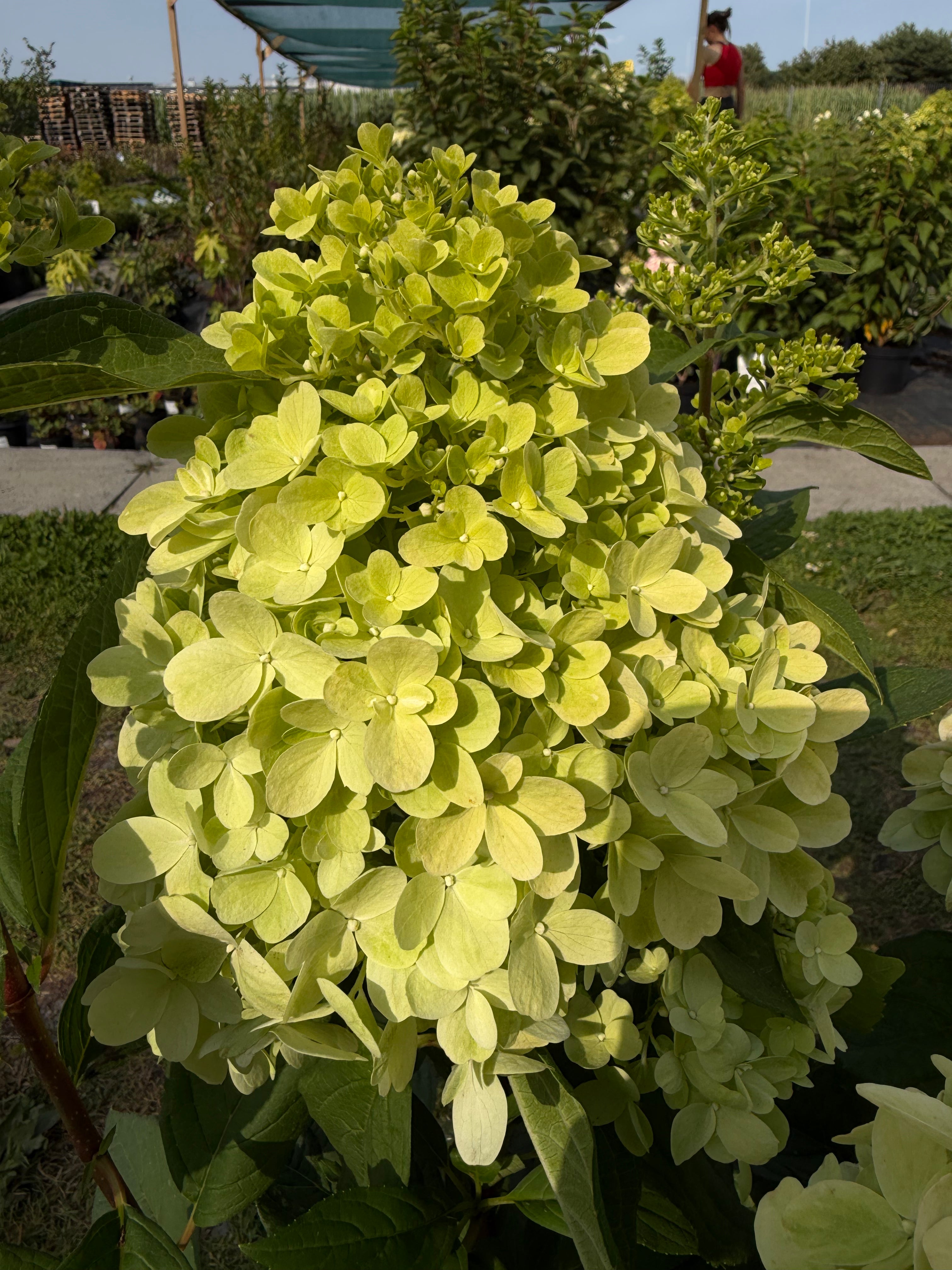 Hortensja bukietowa 'Bonfire' (Hydrangea paniculata)