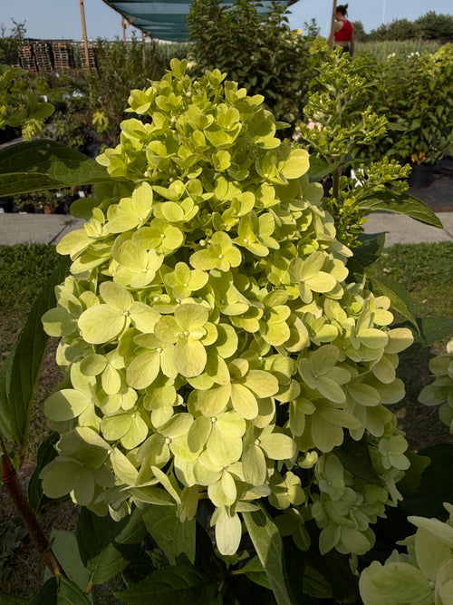 Hortensja bukietowa 'Bonfire' (Hydrangea paniculata)