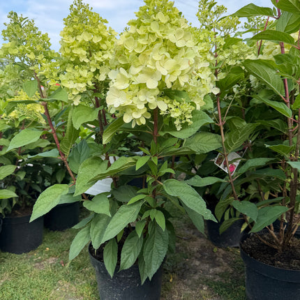 Hortensja bukietowa 'Bonfire' (Hydrangea paniculata)