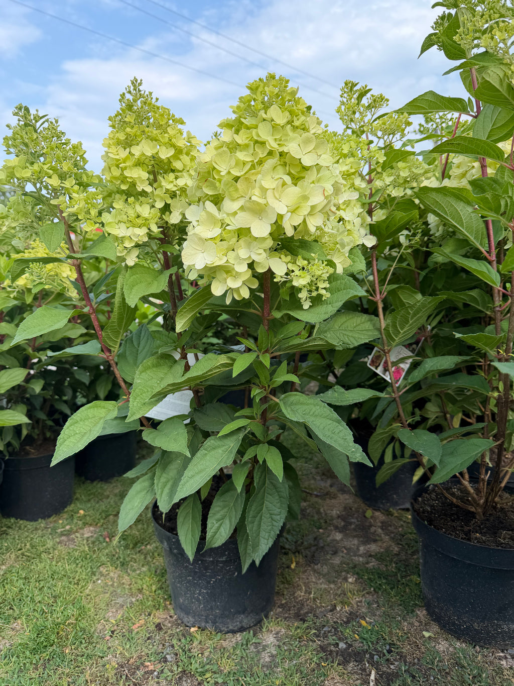 Hortensja bukietowa 'Bonfire' (Hydrangea paniculata)