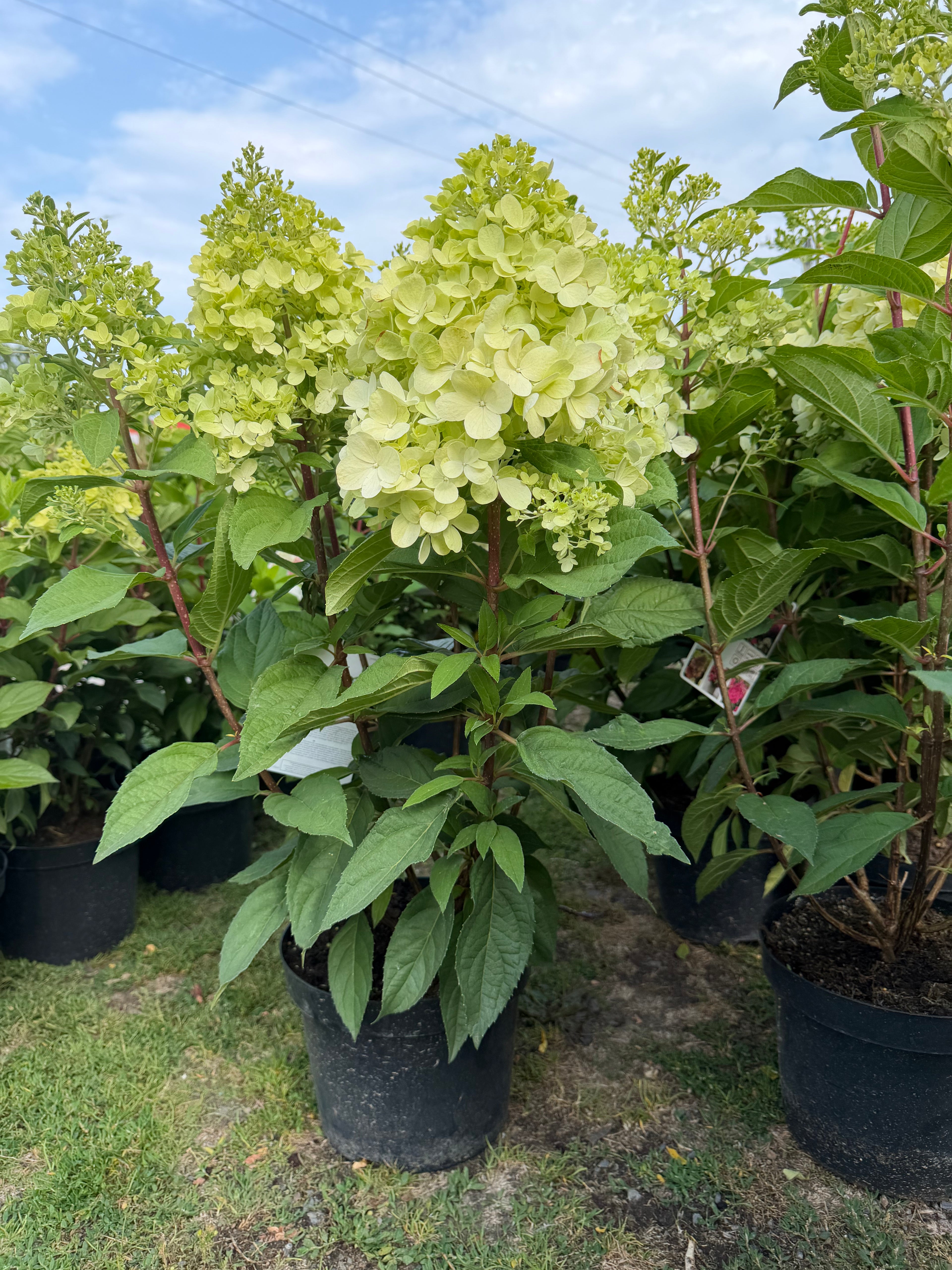 Hortensja bukietowa 'Bonfire' (Hydrangea paniculata)
