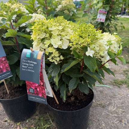 Hortensja bukietowa Living Little Rosy®