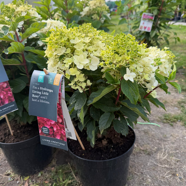 Hortensja bukietowa Living Little Rosy®
